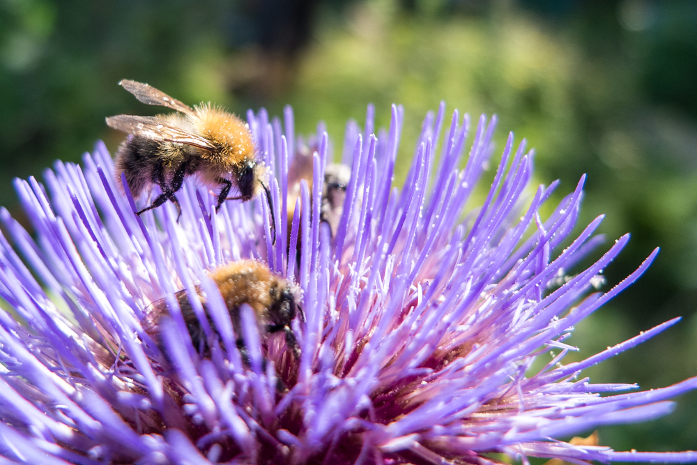 abeille sur fleur