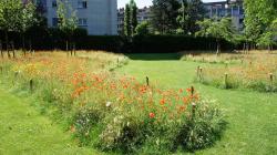 Pré fleuri au parc Albert
