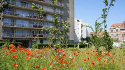 Place Terdelt : fruitiers et pré fleuri