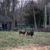 Ontdek de nieuwe dieren in het Josaphatpark! 
