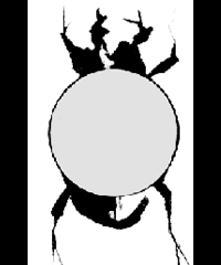 Logo du Scarabaeus