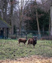Ontdek de nieuwe dieren in het Josaphatpark!